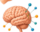 A brain illustration with colourful neural connection dots — neurological recovery