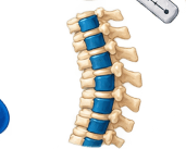An anatomical spine illustration — posture, movement initiation, body awareness